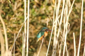 Common Kingfisher 守谷市 Sun, 1/31/2021