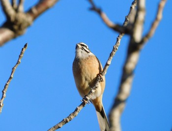 2021年1月31日(日) 手賀沼の野鳥観察記録