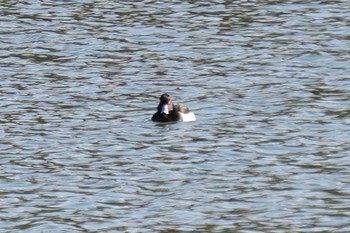 Tufted Duck Arima Fuji Park Sun, 1/31/2021