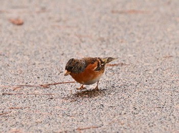 Brambling 北海道函館市香雪園 Mon, 2/1/2021