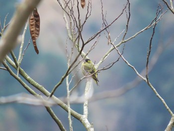 Sat, 11/28/2020 Birding report at 犬鳴ダム