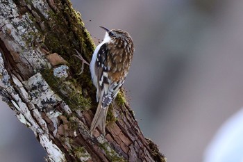 キバシリ 栃木県 2021年2月1日(月)