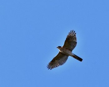 Eurasian Sparrowhawk 川島町 Wed, 12/21/2016