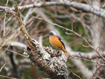 2020年12月5日(土) 千石峡の野鳥観察記録