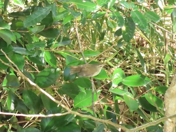 Japanese Bush Warbler 千石峡 Sat, 12/5/2020