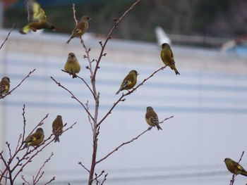 Grey-capped Greenfinch 南良津親水公園 Sun, 12/13/2020