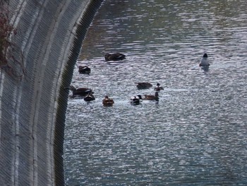 Northern Pintail 犬鳴川 Mon, 12/21/2020