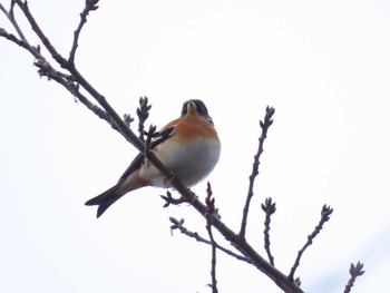 Brambling 鳥羽池 Sun, 12/27/2020