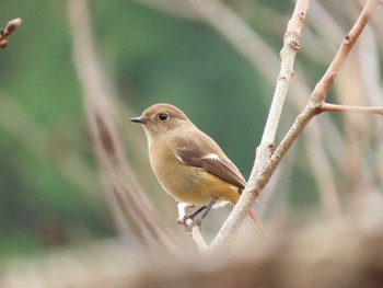 Daurian Redstart 笠城ダム公園 Sun, 12/27/2020