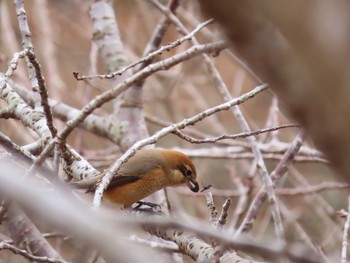 Bull-headed Shrike 笠城ダム公園 Sun, 12/27/2020