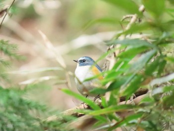 2020年12月27日(日) 笠城ダム公園の野鳥観察記録