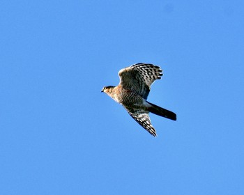 Eurasian Sparrowhawk 川島町 Wed, 12/21/2016