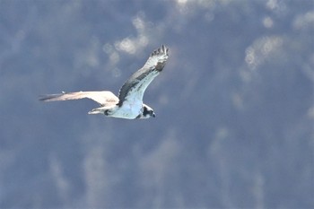 Osprey 伊豆諸島北部 Mon, 2/1/2021