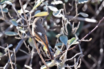 Daurian Redstart 伊豆諸島北部 Mon, 2/1/2021