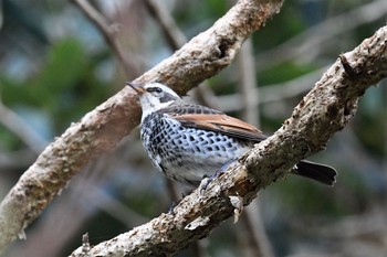 Dusky Thrush 伊豆諸島北部 Mon, 2/1/2021