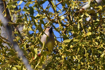 2021年1月31日(日) 神奈川県の野鳥観察記録