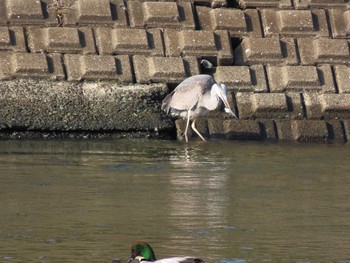 2020年12月29日(火) 新宮漁港の野鳥観察記録