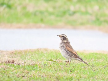 2020年12月31日(木) 水辺館の野鳥観察記録