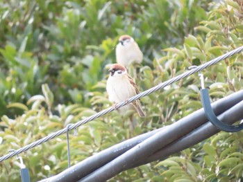 Eurasian Tree Sparrow 水辺館 Thu, 12/31/2020