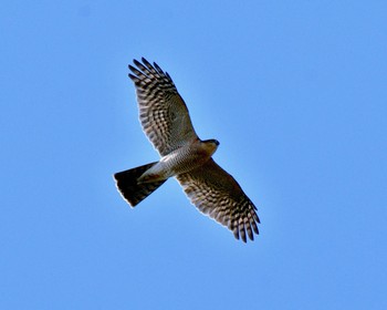 ハイタカ 川島町 2016年12月21日(水)