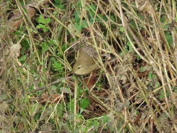 Japanese Bush Warbler 八木山川 Fri, 1/1/2021