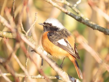 Daurian Redstart 西鞍の丘総合運動公園 Sun, 1/3/2021