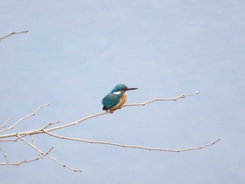 カワセミ 八木山川 2021年1月1日(金)