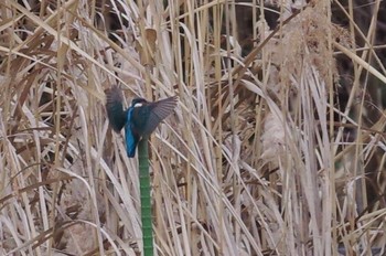 Tue, 1/26/2021 Birding report at Yatsu-higata