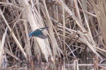 Common Kingfisher Yatsu-higata Tue, 1/26/2021