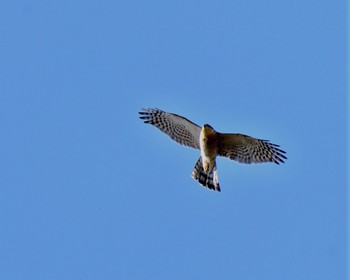 Eurasian Sparrowhawk 川島町 Wed, 12/21/2016