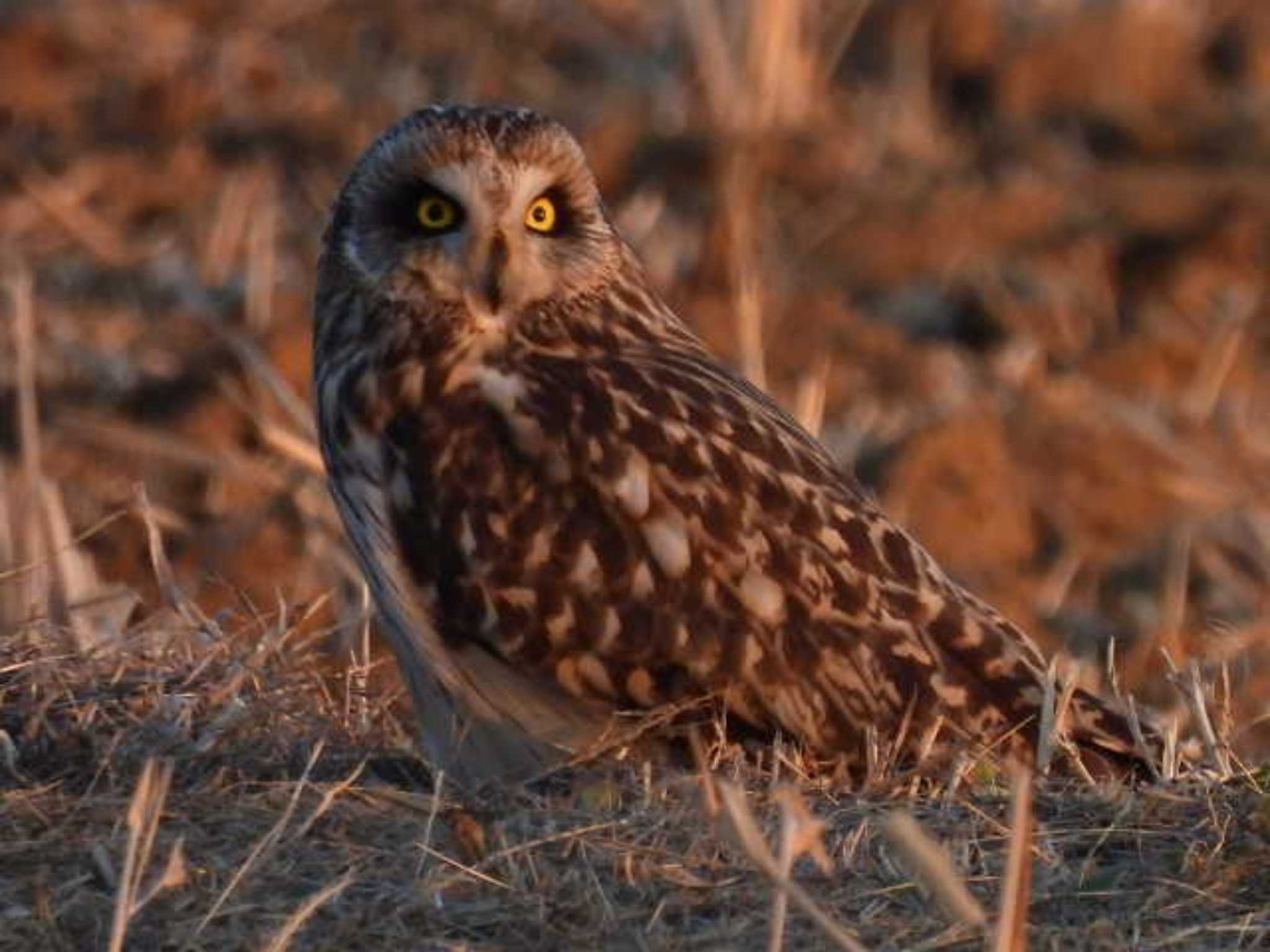  コミミズクの写真 by スガユー