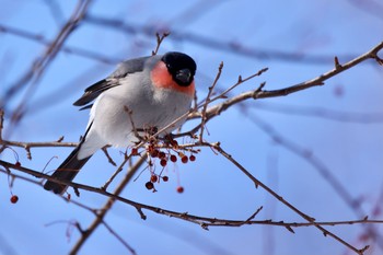 ウソ 栃木県 2021年2月1日(月)