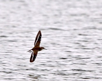 Dunlin Isanuma Wed, 10/5/2016