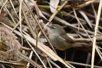 Japanese Bush Warbler Unknown Spots Mon, 2/1/2021