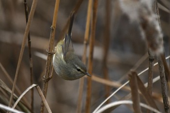 ウグイス 場所が不明 2021年2月1日(月)