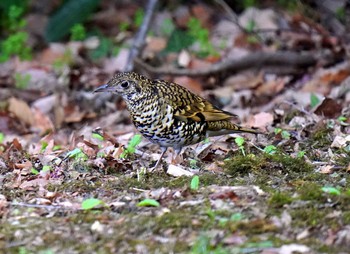 White's Thrush Unknown Spots Fri, 1/22/2021