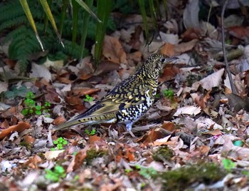 White's Thrush Unknown Spots Fri, 1/22/2021