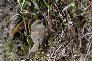 Japanese Bush Warbler 栗林公園 Mon, 2/1/2021