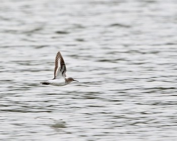 Dunlin Isanuma Wed, 10/5/2016