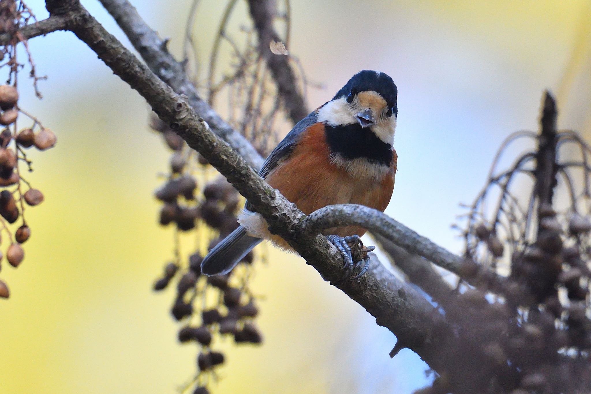 Photo of Varied Tit at 栗林公園 by あん子