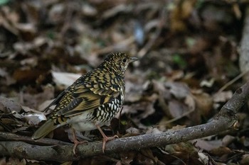 White's Thrush 山田池公園 Mon, 2/1/2021