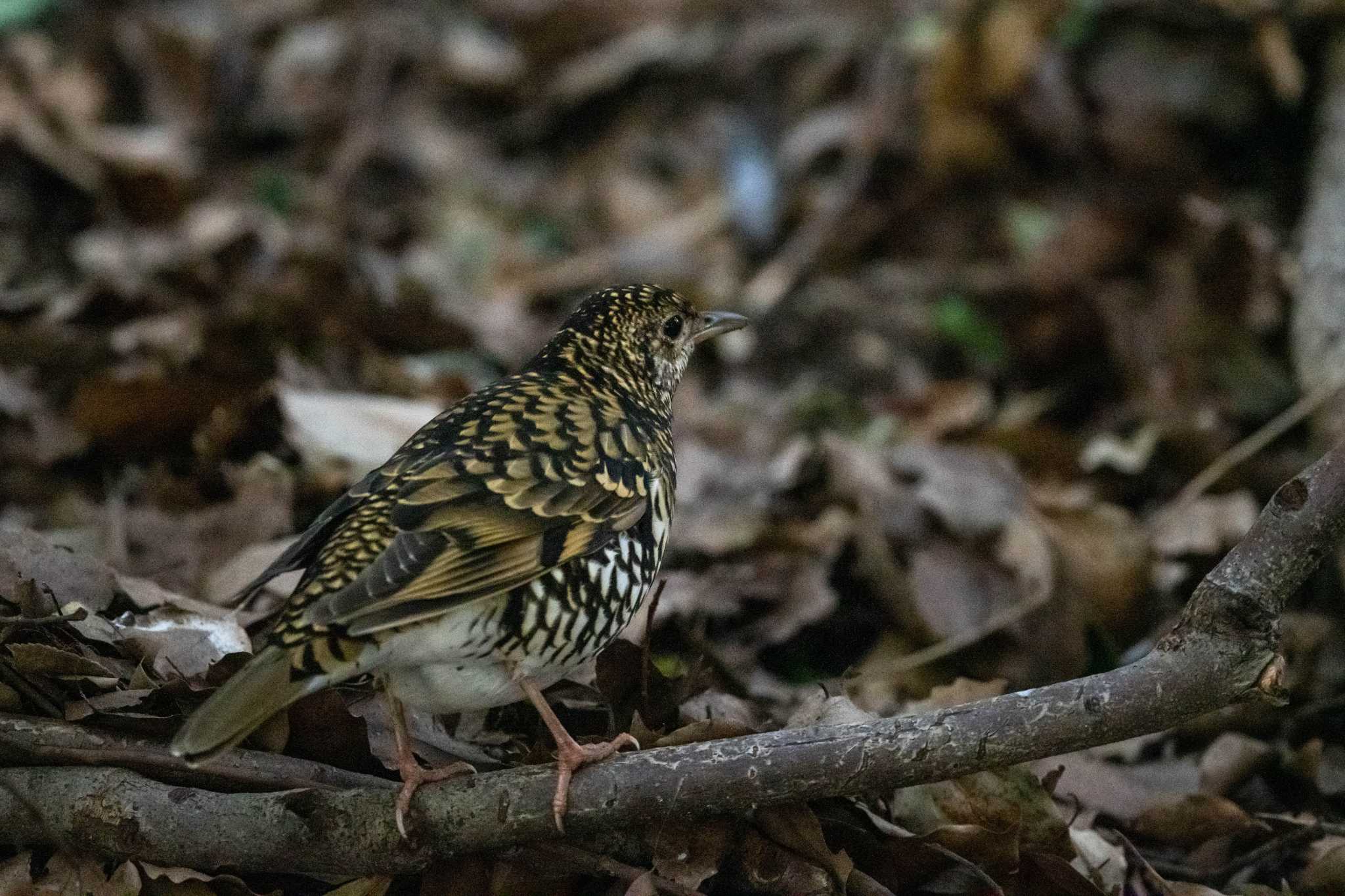 山田池公園 トラツグミの写真 by veritas_vita