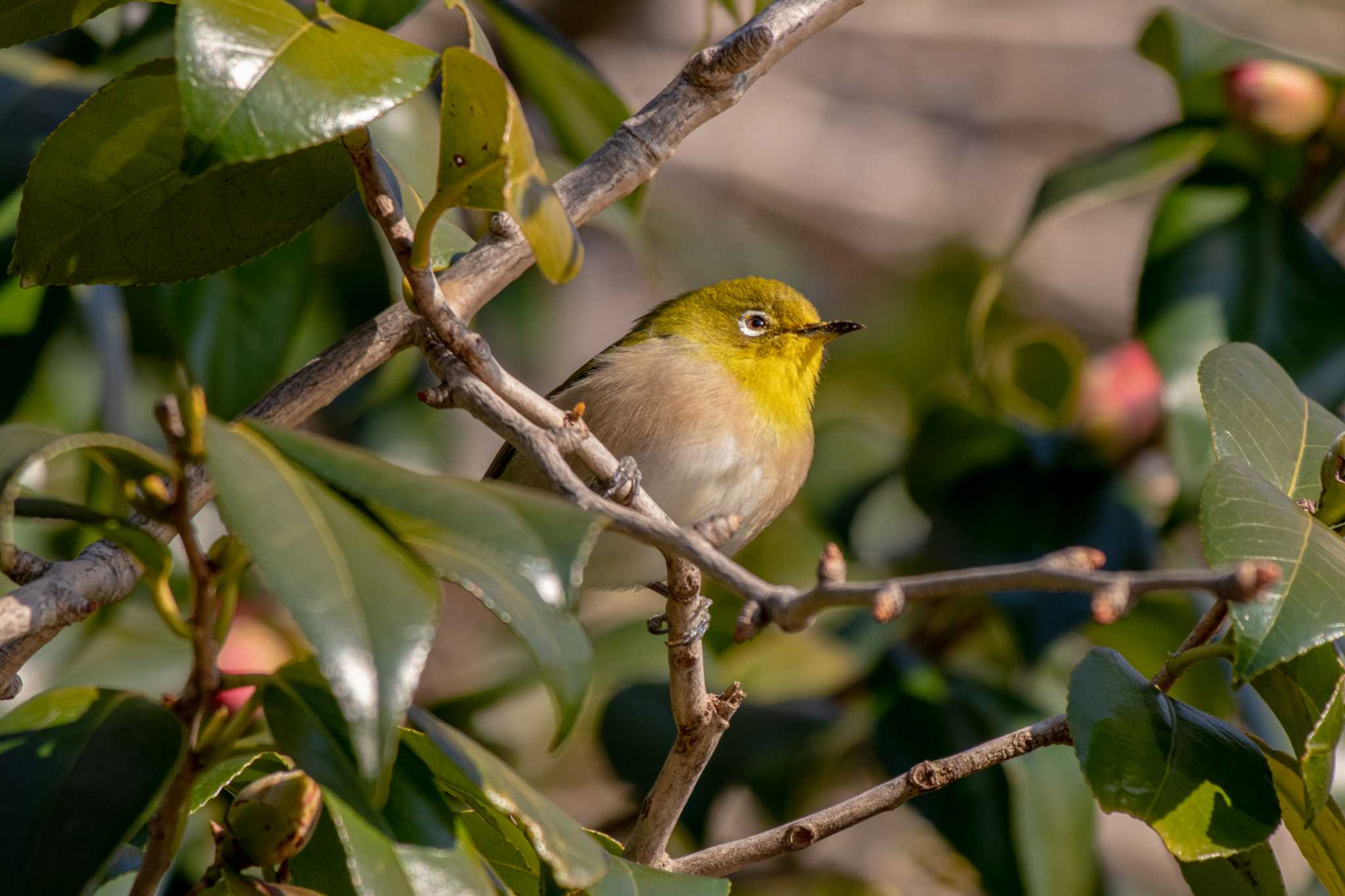 Warbling White-eye