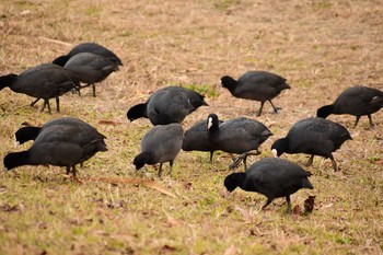 オオバン 新横浜公園 2021年1月5日(火)