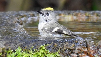 2020年3月22日(日) 京都御苑の野鳥観察記録