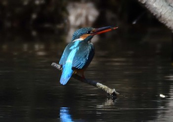 カワセミ 万博記念公園 2021年1月29日(金)