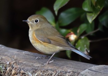 2021年1月29日(金) 万博記念公園の野鳥観察記録