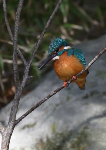 カワセミ 万博記念公園 2021年1月29日(金)