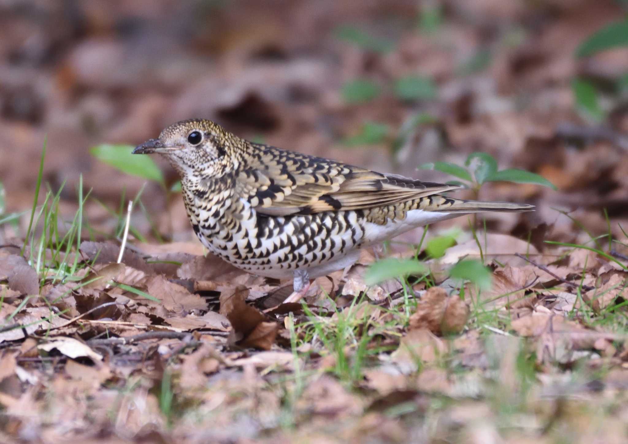 White's Thrush