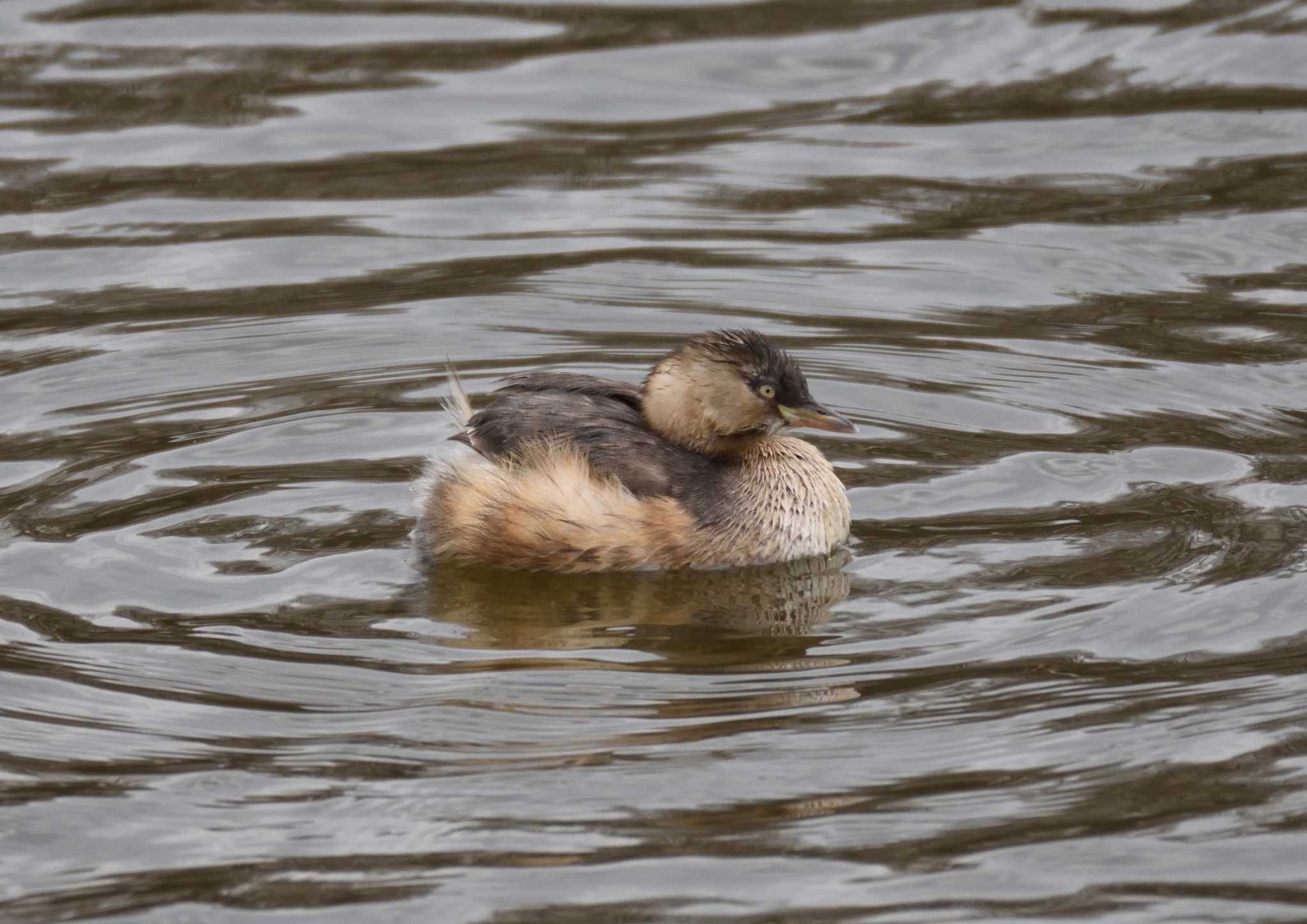 Photo of Little Grebe at 山田池公園 by ししまる